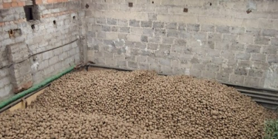 Vendo patatas comestibles Vineta de la finca. El precio