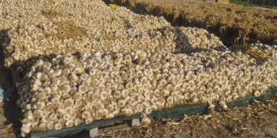 125000 bulbos en manojos de 25 piezas en bolsas