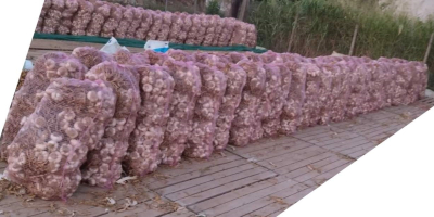 125000 bulbos en manojos de 25 piezas en bolsas