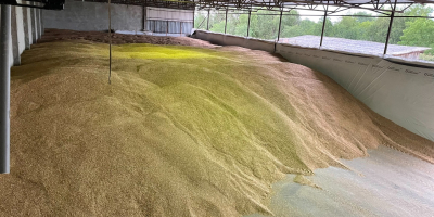 Vendemos espelta ecológica pelada de 2025 g en cantidades