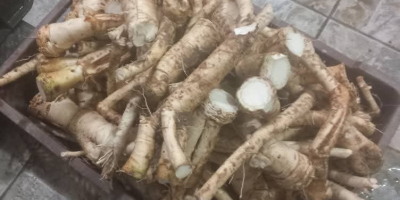 Rábano picante casero en venta en raíces en frascos