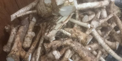 Rábano picante casero en venta en raíces en frascos