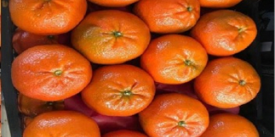 Estimado señor y señora, Somos una empresa comercial egipcia