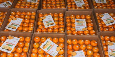 Nos complace ofrecer naranjas frescas de primera calidad directamente