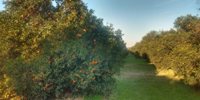 Nos complace ofrecer naranjas frescas de primera calidad directamente