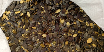 Venderé semillas de calabaza Gleisdorfer