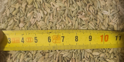 Semillas de hinojo con una pureza del 99,5 %