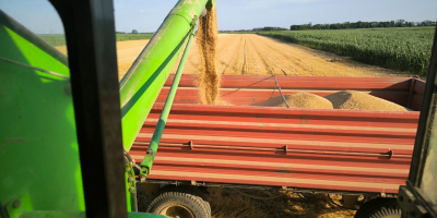 Vendo 100 toneladas de trigo, 3ra clase, Hectolitros 80+