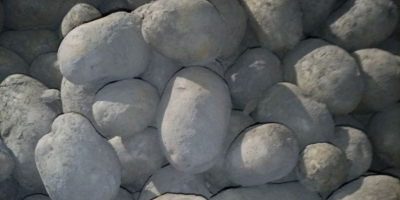 Vendo patatas comestibles de las siguientes variedades: Queen Anna,