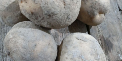 Vendo patatas comestibles de las siguientes variedades: Queen Anna,