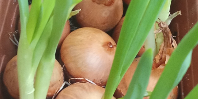 Ofrezco cebollino cultivado a partir de cebollas cultivadas en
