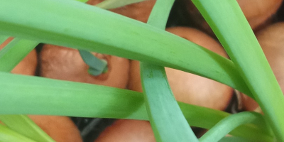 Ofrezco cebollino cultivado a partir de cebollas cultivadas en