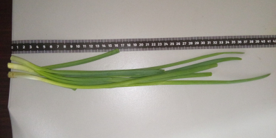 Ofrezco cebollino cultivado a partir de cebollas cultivadas en