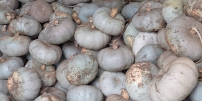 Vendo calabaza híbrida Crown Prince para hornear.