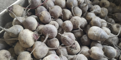 Se venden remolachas rojas orgánicas certificadas de la variedad