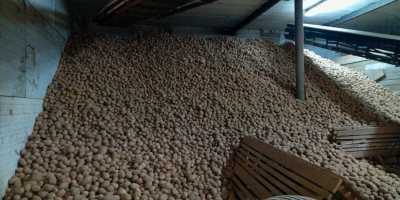 Venta de papas Gala, Belana y Vineta. Cantidades al