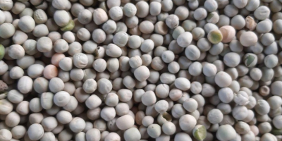 Guisantes verdes para exportación | Venta de guisantes verdes