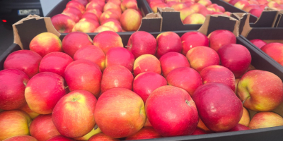 APPLE POINT vende manzanas Jonaprince Idared, Jonagored Champion Gala