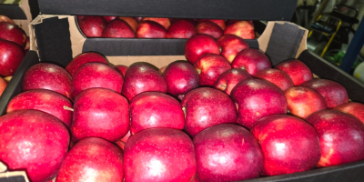APPLE POINT vende manzanas Jonaprince Idared, Jonagored Champion Gala