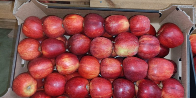APPLE POINT vende manzanas Jonaprince Idared, Jonagored Champion Gala