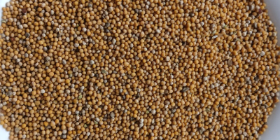 Hola. Tengo aproximadamente 8-9 toneladas de mostaza blanca a