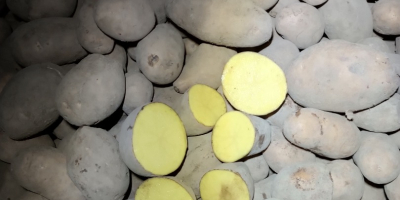 Vendo papas de calibre +45 mm y +50 mm.