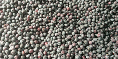 Vendo 40t de refinamiento cultural congelado de la mejor