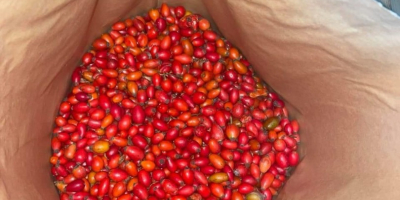 Vendo escaramujos silvestres congelados, 40 t. La mejor calidad.