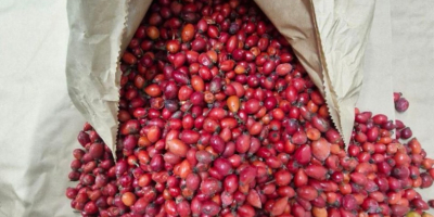 Vendo escaramujos silvestres congelados, 40 t. La mejor calidad.