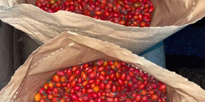 Vendo escaramujos silvestres congelados, 40 t. La mejor calidad.