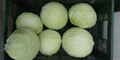 Vendo repollo blanco en el mercado o en la