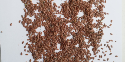 Vendemos lino marrón directamente del fabricante. FCA Kazajistán.