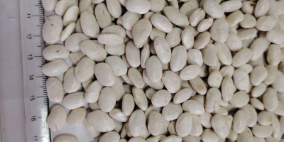 Vendemos frijoles al por mayor: - frijoles blancos, calibre