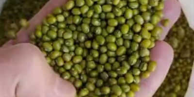 Vendemos frijoles al por mayor: - frijoles blancos, calibre