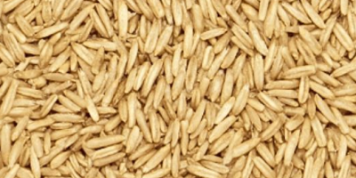 Vendo Avena Producción 2025, 35 lei/bolsa 3 dobles. Săpata,