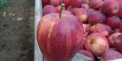 Hola, tengo 100 toneladas de galia rayada a la