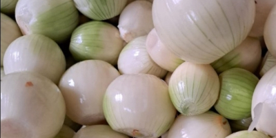 Buenos días. Busco establecer una colaboración a largo plazo