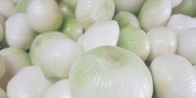 Buenos días. Busco establecer una colaboración a largo plazo