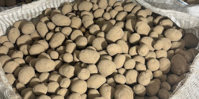 Vendo papas Vineta. Estas papas tienen certificación Clase A.