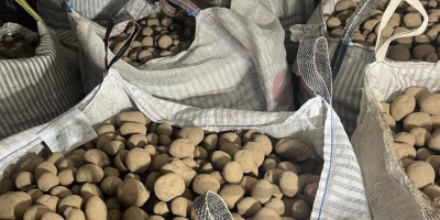 Vendo papas Vineta. Estas papas tienen certificación Clase A.