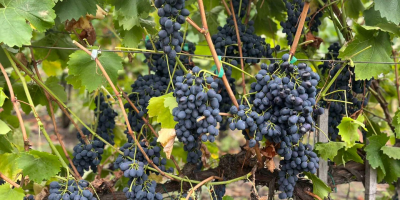 Uvas de mesa para exportación ofrecemos buena calidad factura,