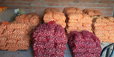 Hola, vendo cebollas blancas y rojas cultivadas a partir