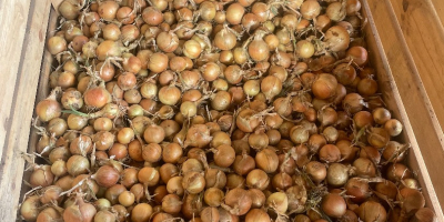 Hola, vendo cebollas blancas y rojas cultivadas a partir