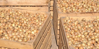 Hola, vendo cebollas blancas y rojas cultivadas a partir