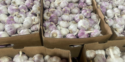 Venderé harnas de ajo calibre 50 + 60 +