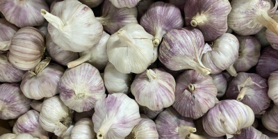 Venderé harnas de ajo calibre 50 + 60 +