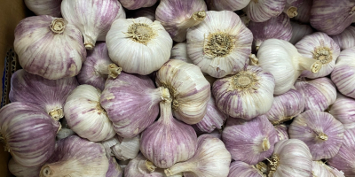 Venderé harnas de ajo calibre 50 + 60 +