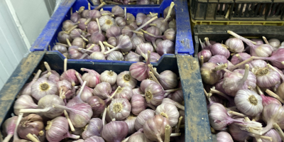 Venderé harnas de ajo calibre 50 + 60 +