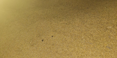 Vendo avena, mas información al teléfono [teléfono]