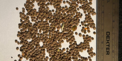 Disponemos de 22 toneladas de lentejas rojas procedentes de